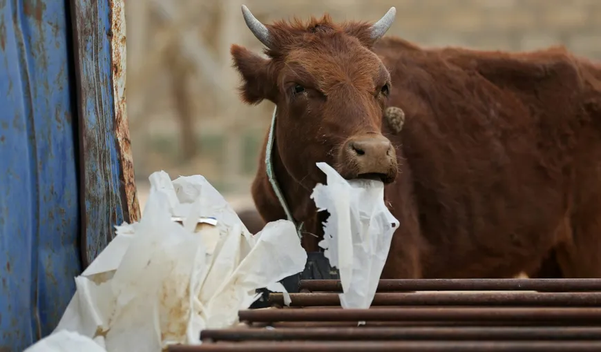 Imaginile groazei, mii de animale ucise de secetă în Kazahstan. Vitele nu mai au furaje, proprietarii le dau să mănânce carton umed