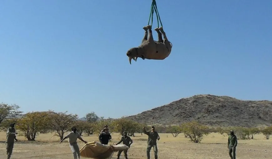 Experimentul inedit care a reuşit să fie premiat la Ig Nobel 2021: Rinocerii transportaţi cu capul în jos, atârnaţi de elicoptere au impresionat juriul- FOTO