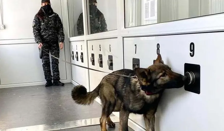 Premieră în România! Câinii dresaţi care depistează persoane infectate cu COVID, trimişi pe Aeroportul din Cluj