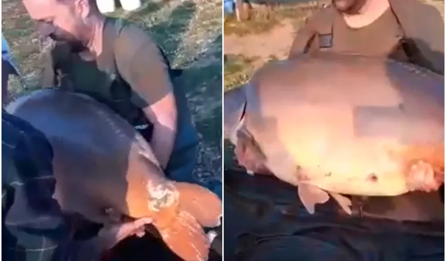 Captură uriaşă de peşte. Un pescar din Oradea a prins un crap de aproape 40 kg. VIDEO