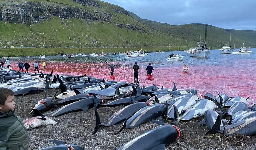 Ritual barbar: Peste 1.400 de delfini uciși într-o singură zi în Insulele Feroe
