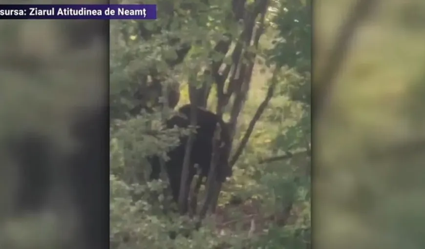 Urs prins 12 ore într-un gard. Animalul urla de durere, dar nu s-a intervenit din cauza lipsei unui contract