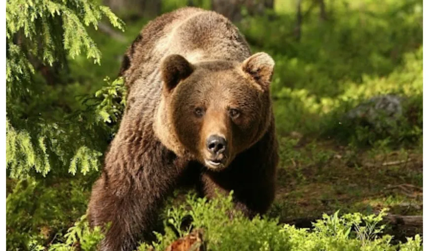 Turişti din Ucraina, atacaţi de urs la Castelul Peleş. Primarul din Sinaia: „Ursoaica îşi apăra puiul”
