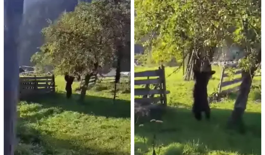 Urs surprins în timp ce culegea mere dintr-un pom. Imagini incredibile în judeţul Neamţ