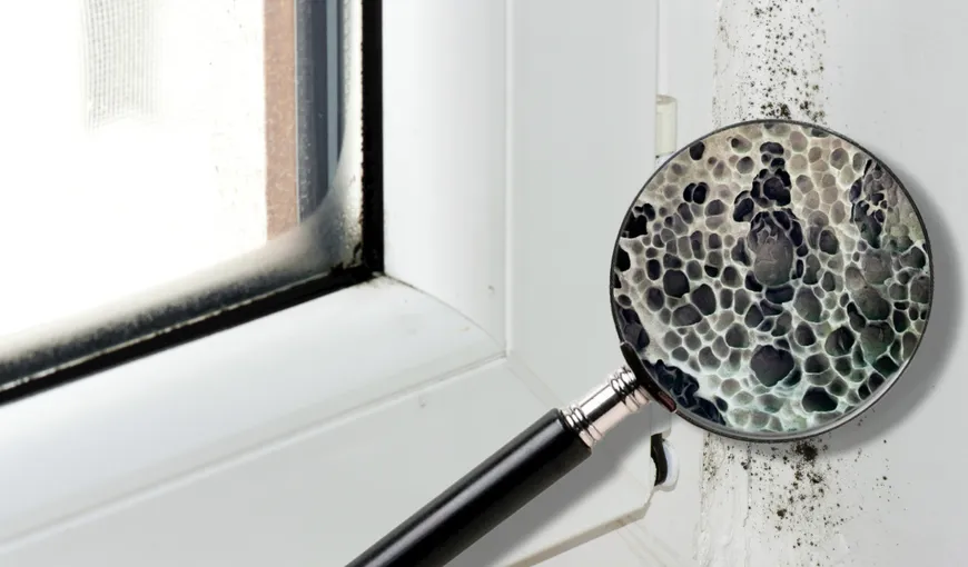 Mucegaiul ţi-a atacat geamurile chiar înaintea iernii? Ingredientul super ieftin care te scapă de problema asta