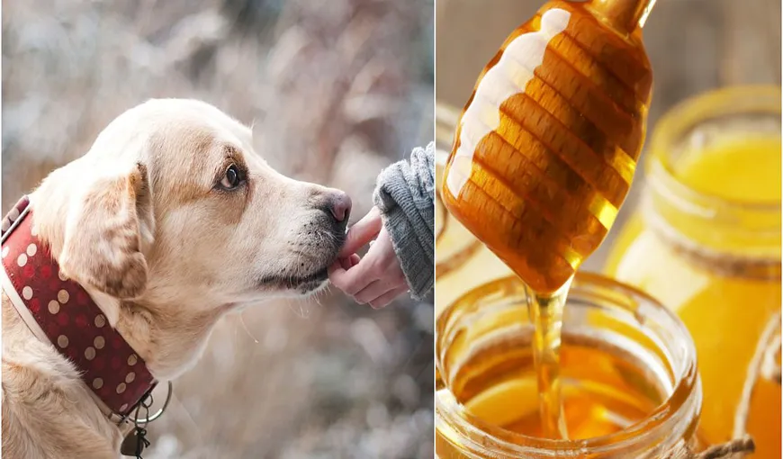 Mierea, alimentul-minune pentru câini. Ce beneficii are pentru patrupezi și cum o poți introduce în hrana lor!
