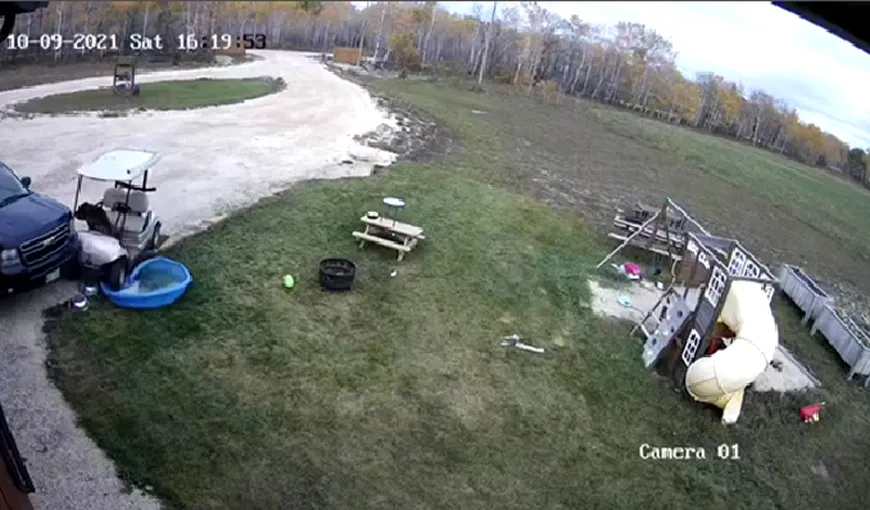 VIDEO incredibil. Un câine fură o maşină de golf, face accident şi părăseşte locul faptei ca şi cum nimic nu s-ar fi întâmplat