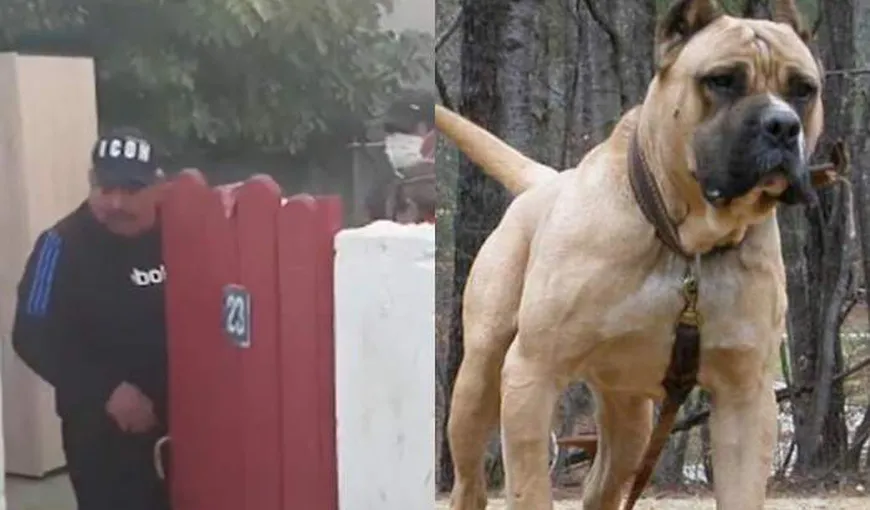 Câinele care a ucis ieri un copil de trei ani, în Mangalia, a fost eutanasiat. Rasa din care aparținea patrupedul nu ar fi trebuit lasată în preajma celor mici