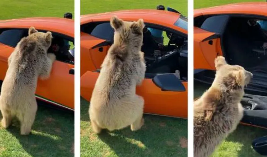 VIRALUL ZILEI Un pui de urs a făcut praf un Lamborghini de 200.000 de euro VIDEO
