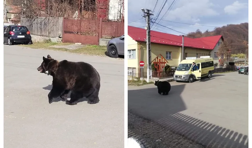 Urs alungat de localnici cu pietre şi topoare. Clipe de panică la o şcoală din Prahova