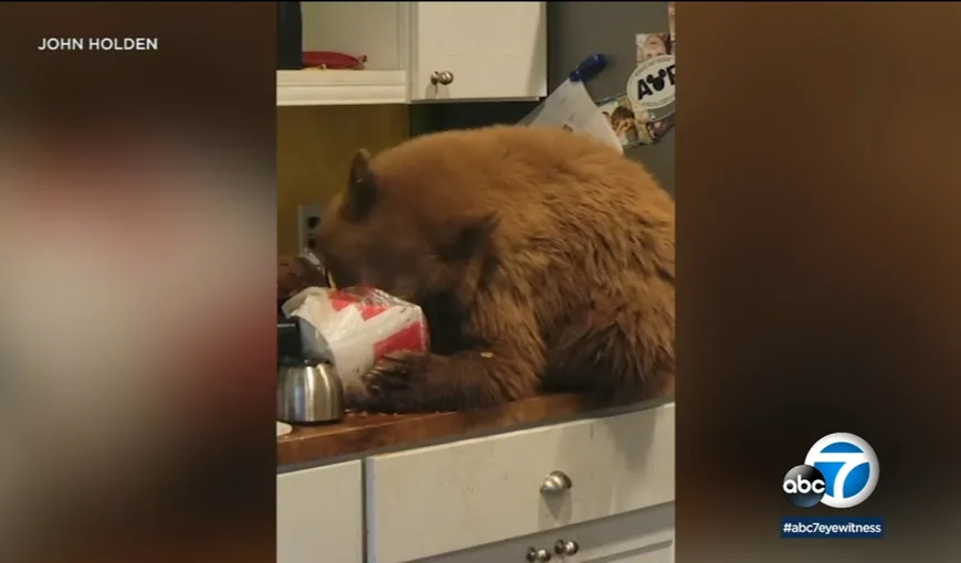 Urşii au dat iama în mâncarea de la KFC. Un american i-a găsit ospătându-se în bucătărie VIDEO