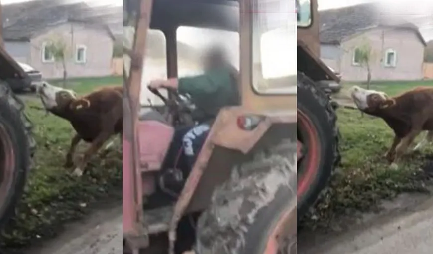 Scene îngrozitoare în Timiș. O vacă a fost legată și târâtă fără milă cu un tractor. Reacția halucinantă a agresorului VIDEO