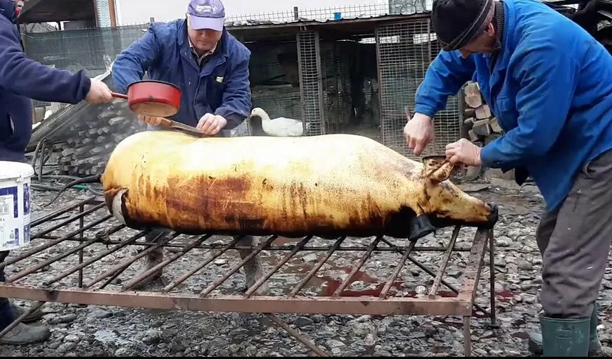 Tăiatul porcului, obiceiul la care românii nu vor să renunţe cu niciun chip. Oamenii, revoltaţi de Legea porcului: „Animalul crescut cu resturi de mâncare are carnea mai dulce”. VIDEO
