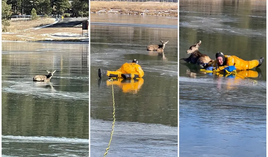 Imagini impresionante cu o căprioară salvată dintr-un lac îngheţat. VIDEO