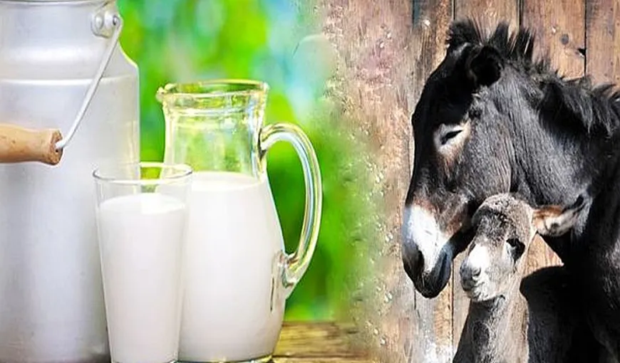 Laptele de măgăriță, bătura-minune pentru români. Denumit și ”aurul alb”, acesta are beneficii surprinzătoare pentru organismul uman!