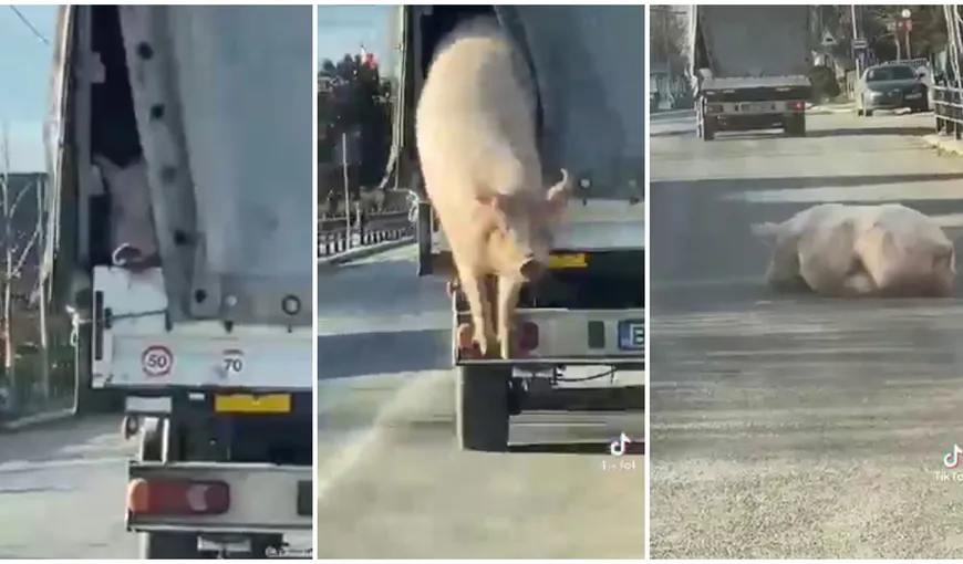 Un porc a fost filmat când sare dintr-un camion în Brăila. Imaginile au devenit virale VIDEO