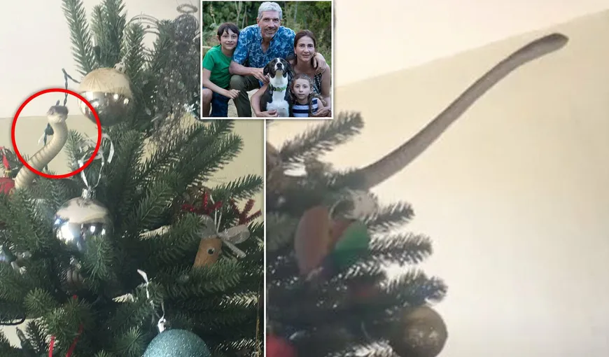 Au împodobit bradul de Crăciun cu un şarpe veninos. Şocul unei familii cu doi copii, după ce a terminat de aranjat decoraţiunile VIDEO