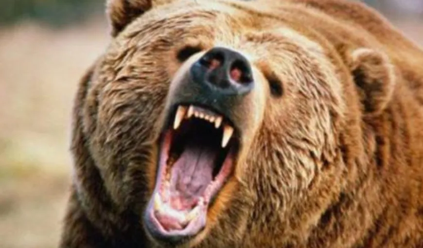 O persoană a murit după ce a fost atacată de urs. O nouă tragedie în Harghita