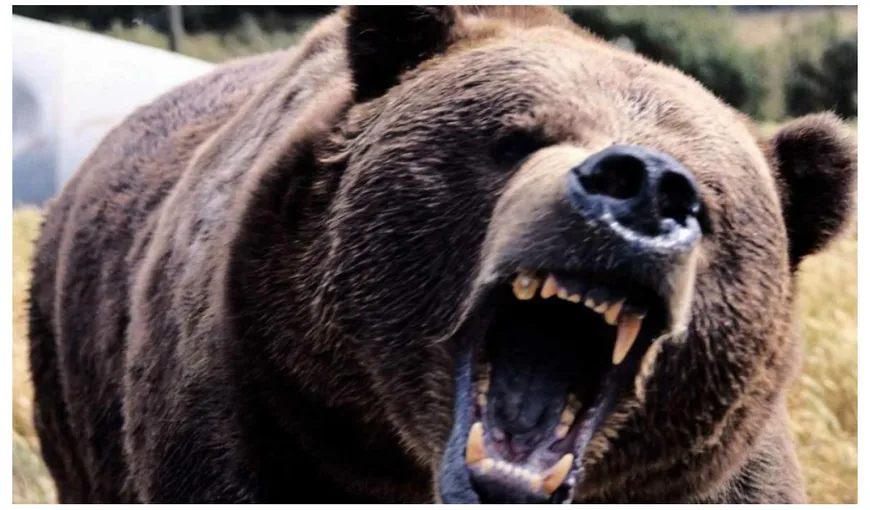 Urşii care pun în pericol viaţa oamenilor vor putea fi ucişi şi în afara oraşelor. UDMR: „Multe familii au fost distruse după atacurile urşilor”