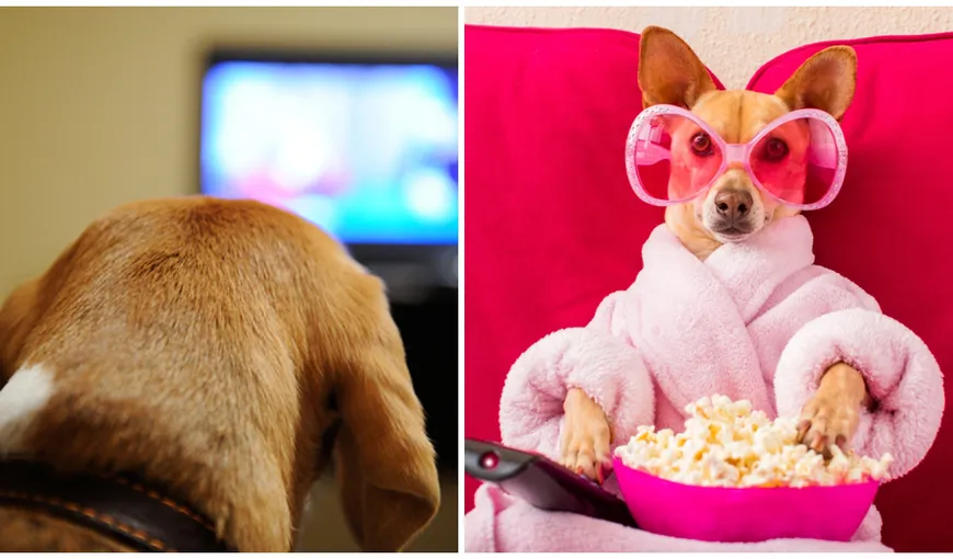 Ce vede câinele tău când se uită la televizor. Descoperirile incredibile ale cercetătorilor