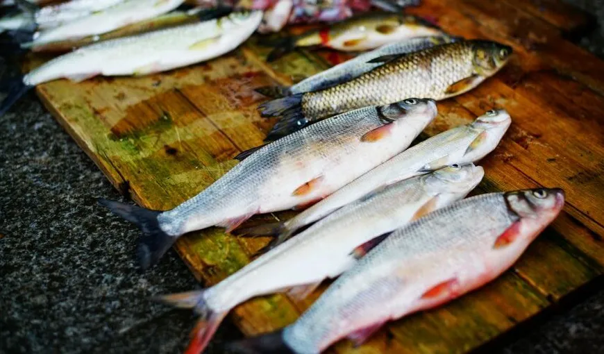 Carasul fără oase, scos pe piaţă de chinezi. Este un peşte popular în China pentru carnea sa fragedă