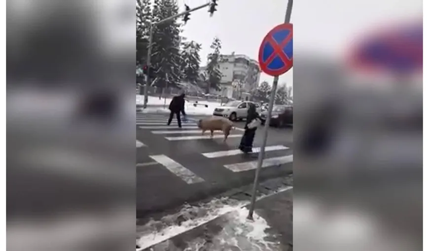 Porc filmat în timp ce traversează strada pe trecerea de pietoni. Imagini incredibile surprinse în Cluj