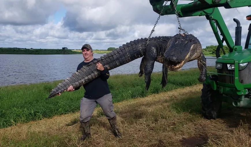Monstrul de aproape 5 metri şi peste 400 kg, ucis de un vânător lunetist. Este cel mai mare crocodil vânat în afara Floridei