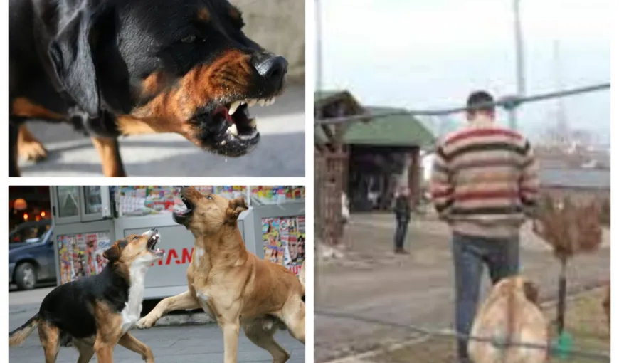 Proprietarul câinilor care au muşcat un copil pe stradă în Sfântu Gheorghe, arestat la domiciliu