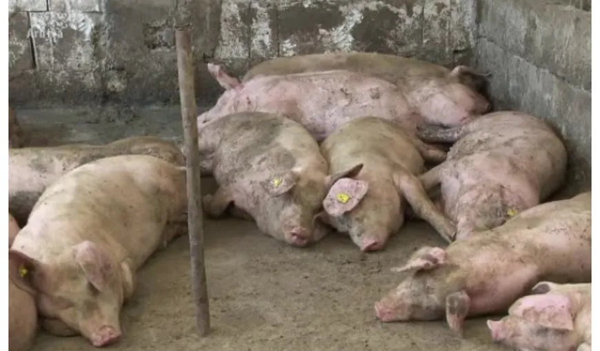 Alertă de pestă porcină africană în România. Zeci de focare au fost confirmate. Avertismentul ANSVSA