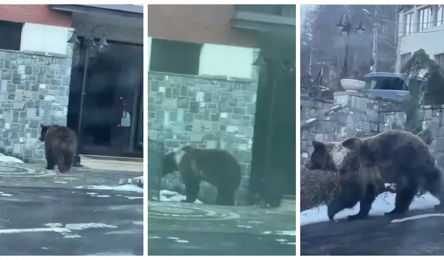 Doi urşi au vrut să intre într-un hotel din Sinaia. Imagini terifiante: „Nu sunteți în siguranță și nici copiii voștri”