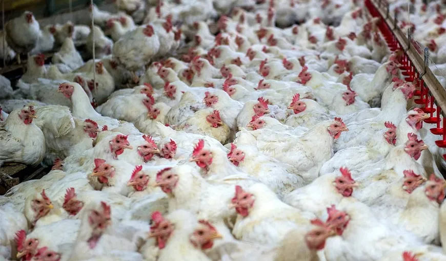 Rusia îşi lansează propria găină. „Smena 9” ar urma să rezolve problema producţiei de carne şi ouă, grav afectată de sancţiunile occidentale