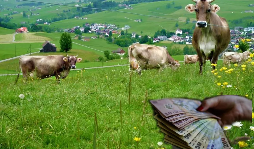 Cu cât se vinde acum un hectar de pășune în România. Prețurile au explodat de-a dreptul!