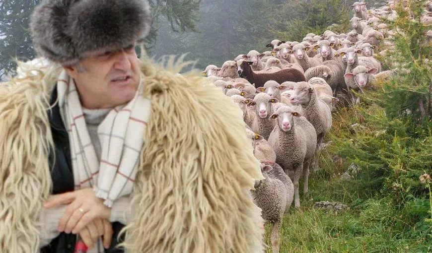 EXCLUSIV Banii nu-i aduc fericirea, dar oile da. Gigi Becali: „Mai mare bucurie am când mă uit la oi cum pasc decât când câştig un milion de euro”