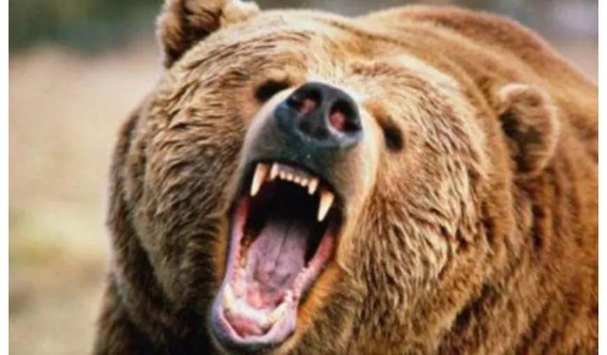 Ministerul Mediului, obligat să plătească daune de 20.000 de euro unui bărbat atacat de urs
