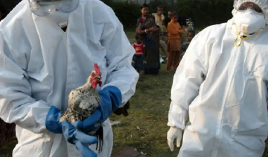 A apărut primul caz de gripă aviară H3N8 la om. Un băiat de patru ani, testat pozitiv
