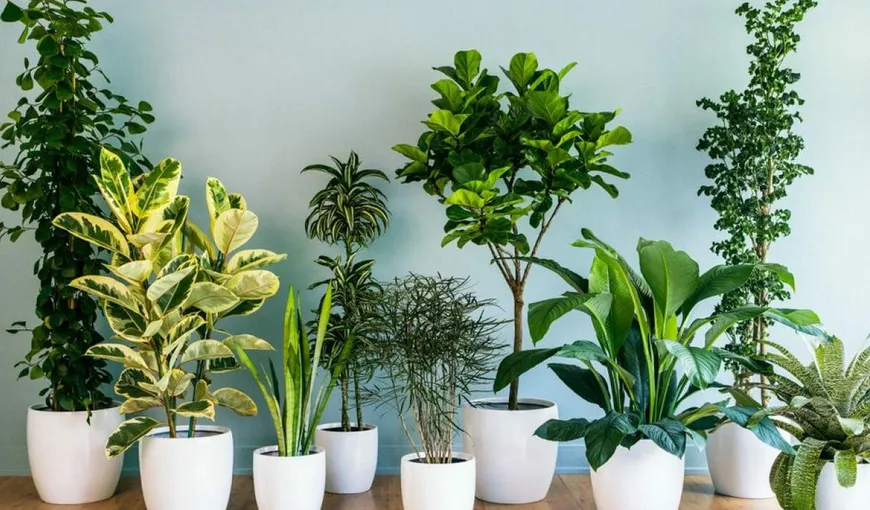 Plantele care îți cresc oxigenul din casă. Ce trebuie să ai neapărat în locuinţa ta