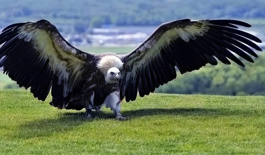 Cea mai mare pasăre din lume era un prădător de temut. Avea aripile cât un avion uşor