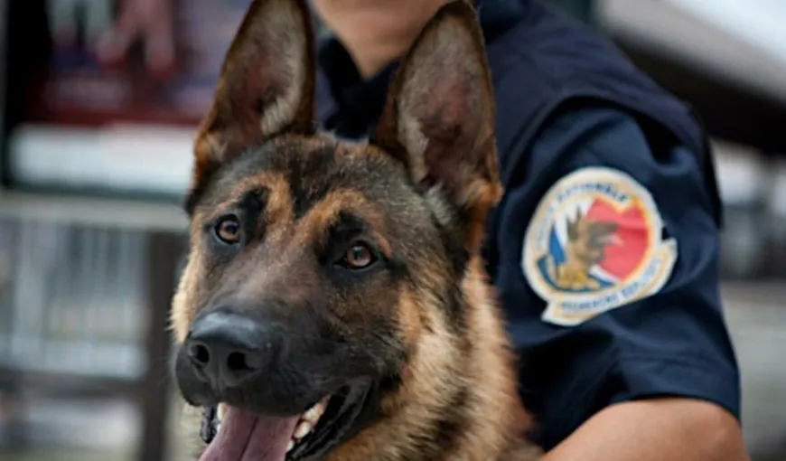 Un traficant de droguri a scăpat de acuzare după ce câinele oamenilor legii a mâncat o parte din captură