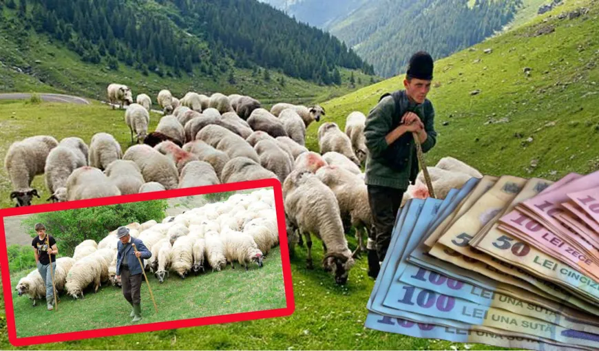 Criză de ciobani în România. Proprietarii de turme sunt disperaţi. Oierii refuză şi salarii de 4.000 de lei pe lună