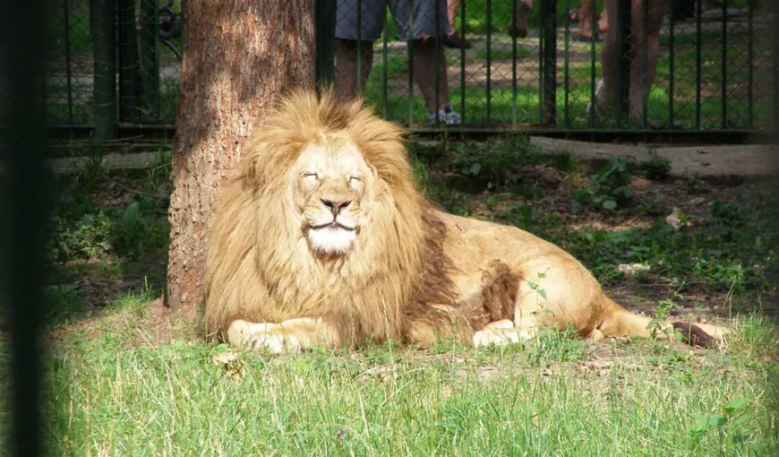 Panică la Grădina Zoologică din Târgu-Mureș din cauza unui leu scăpat din cuşcă