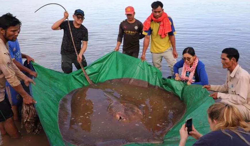Pisică de mare sau monstru marin? Pescarii au capturat un peşte de apă dulce de 180 kg VIDEO