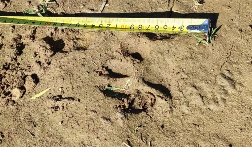Răsturnare de situație în cazul leului din Târgoviște. Urme suspecte, descoperite în apropierea locului în care ar fi fost văzut de localnici