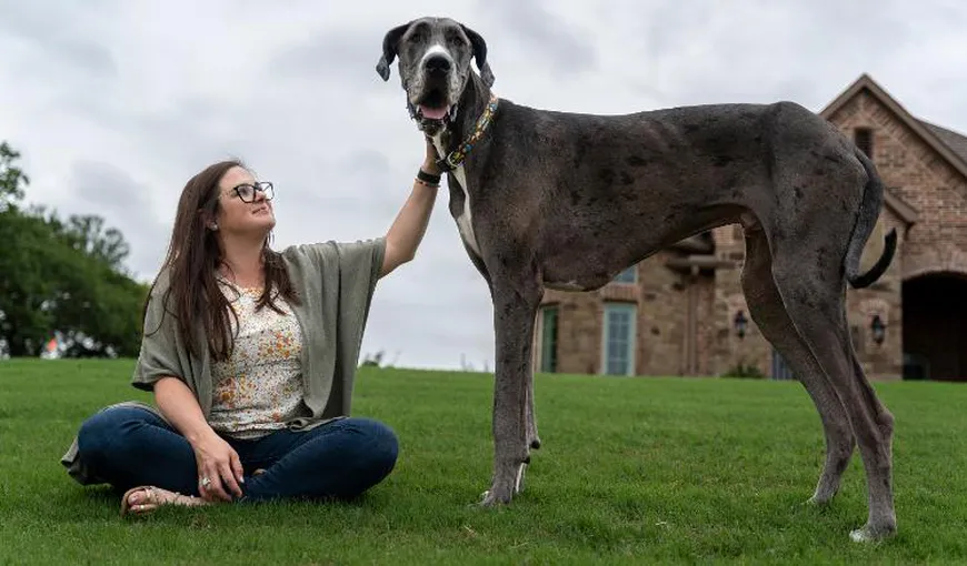 Zeus, din rasa Dog German, a intrat în Cartea Recordurilor. Are doar doi ani și e cel mai înalt câine din lume. Iată ce mănâncă într-o zi obișnuită