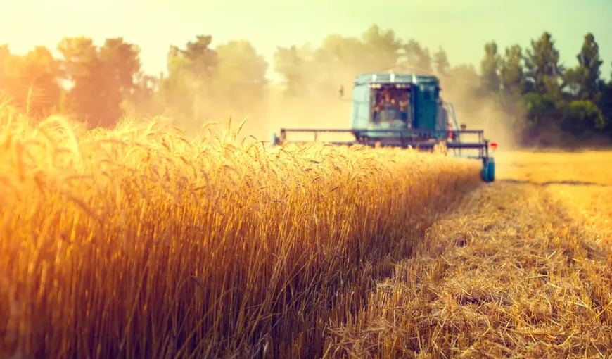 Analiză Economica.net: Producția de cereale a României ar putea scădea cu 1,4 milioane de tone în 2022