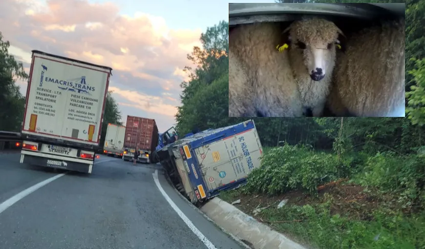 TIR cu 400 de oi răsturnat în Prahova, zeci de animale au murit