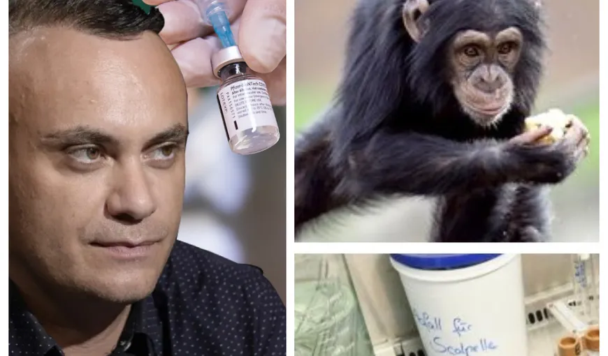 Variola maimuţei a ajuns în România. Dr. Adrian Marinescu, despre riscul unei epidemii: „Să fim prudenţi”