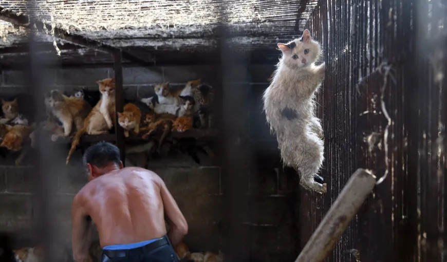Muncitorii asiatici, acuzaţi că le mănâncă pisicile românilor, alertă pe reţelele de socializare. „Râdea şi spunea că e pentru masă”