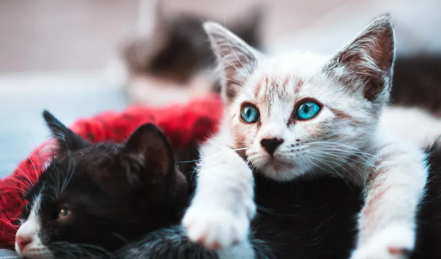Ghid practic pentru iubitorii de feline: în ce zone detestă pisicile să fie atinse