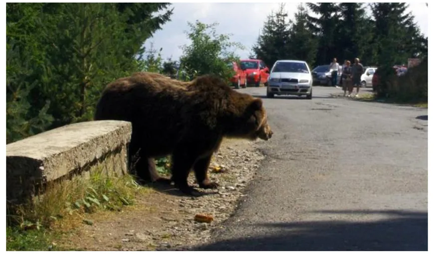 Ro Alert la Sinaia, o ursoaică şi puii ei au ieşit la plimbare prin staţiune. Urs şi pe Transfăgărăşan VIDEO