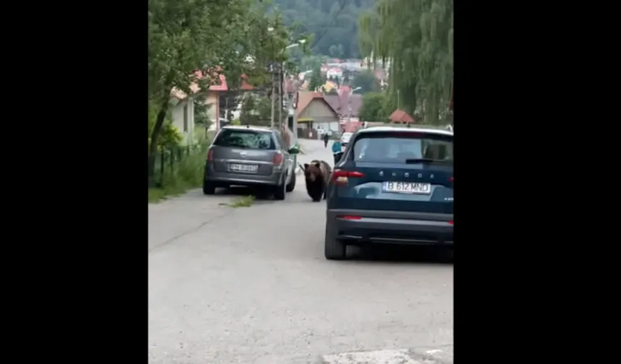 Urșii se plimbă pe străzile de pe Valea Prahovei ca în pădure. Localnicii îi privesc ca pe niște animale de companie, iar autoritățile au uitat să mai intervină. Imagini incredibile!